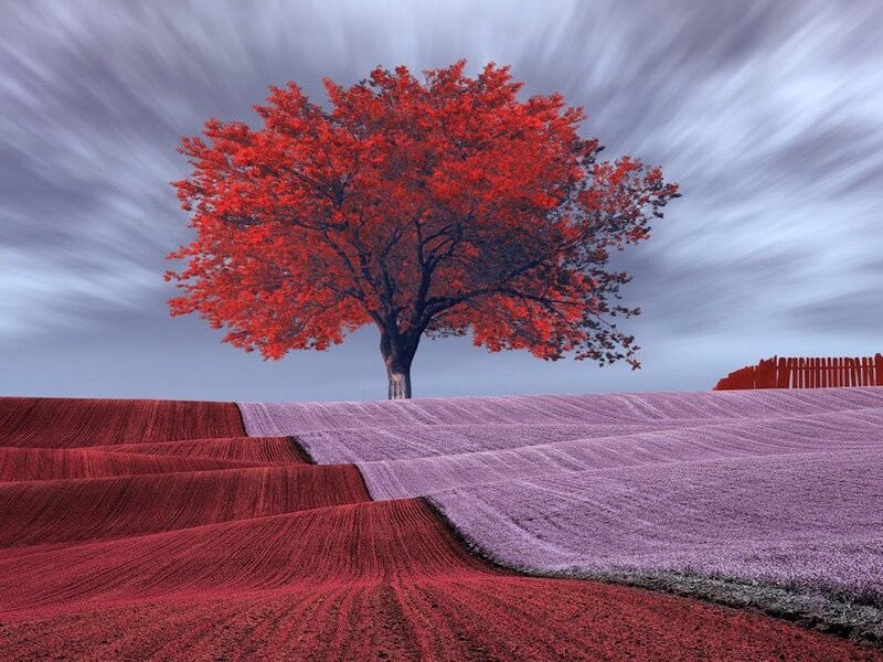 Solitary Red Tree — Dramatic