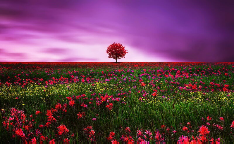 Solitary Red Tree — Purple
