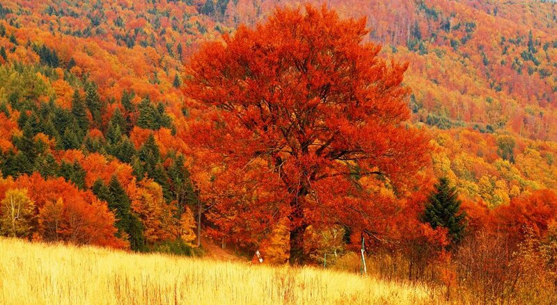 Solitary Red Tree — Serene, Autumn