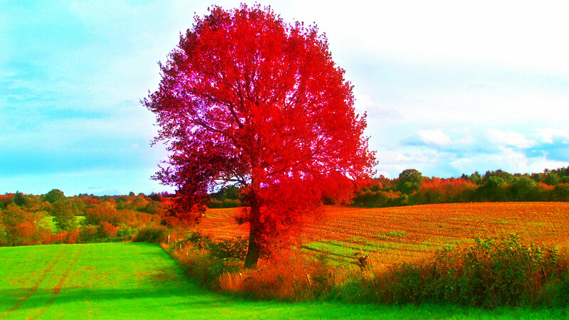 Solitary Red Tree — Serene