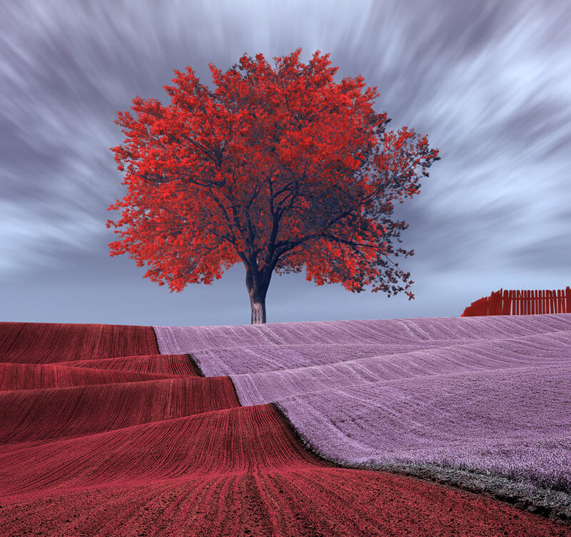 Solitary Red Tree