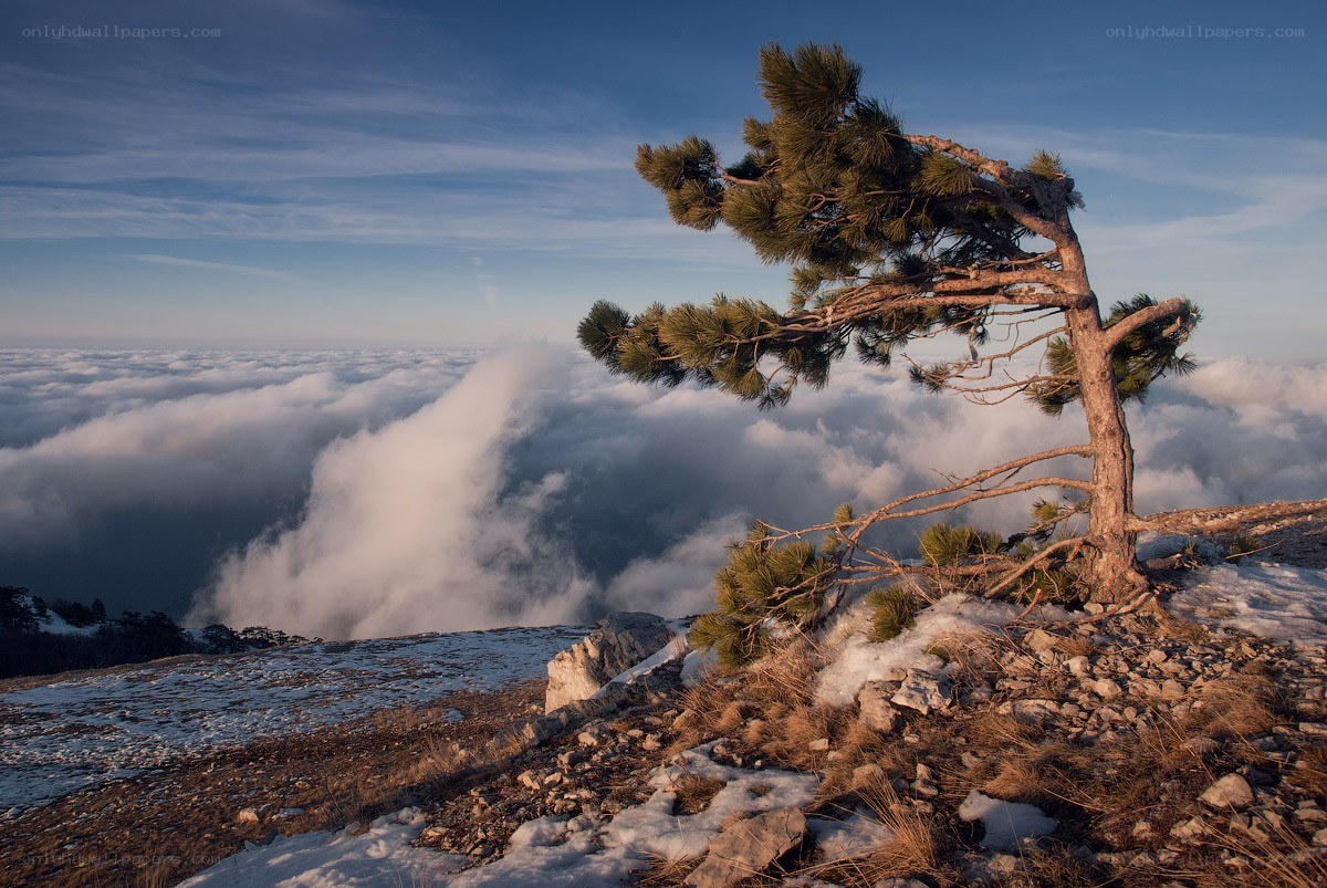 Solitary tree above the clouds