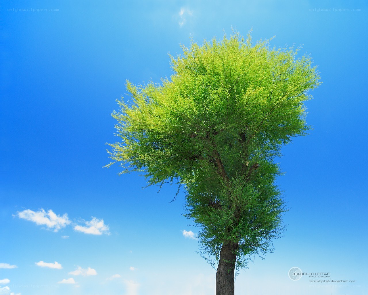 Solitary tree against blue sky
