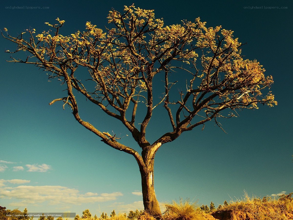 Solitary tree against blue sky