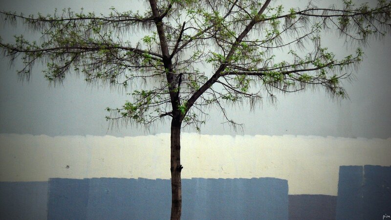 solitary tree against painted wall