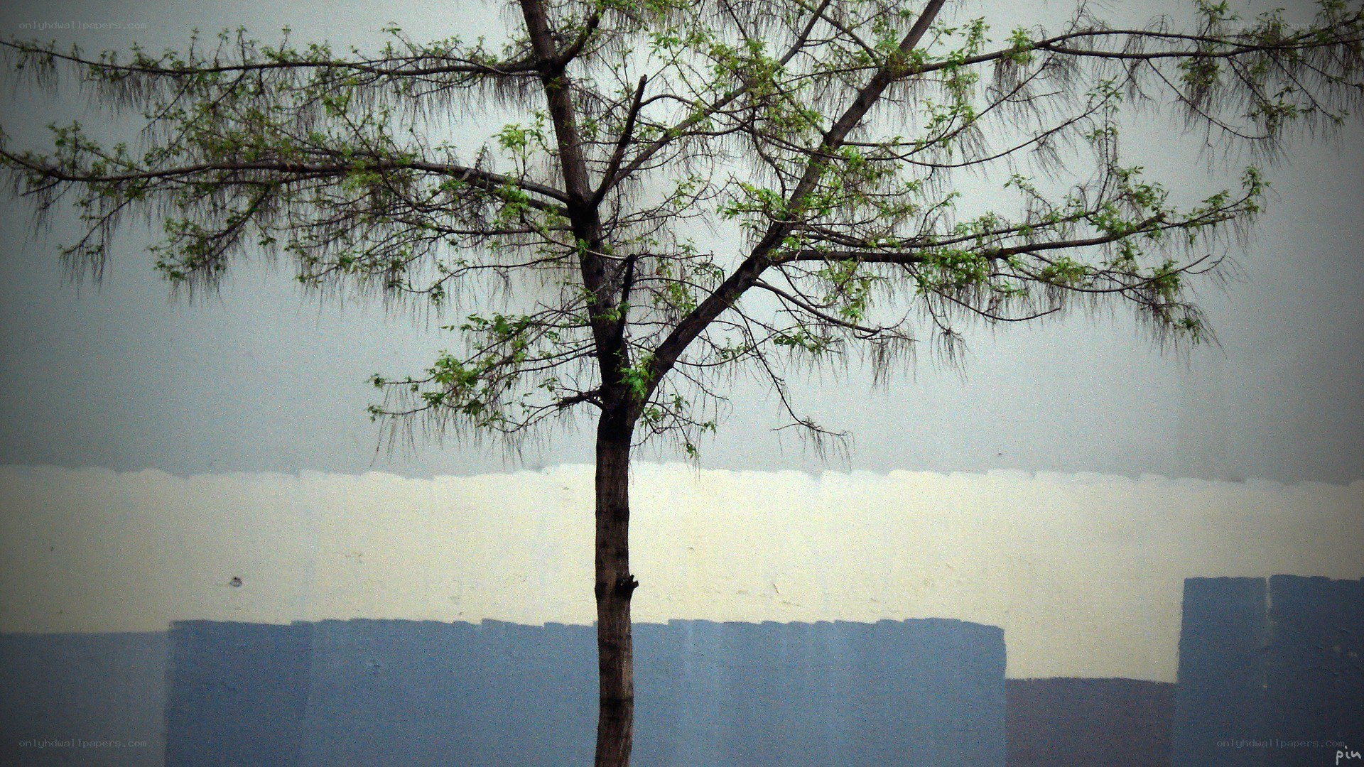 solitary tree against painted wall