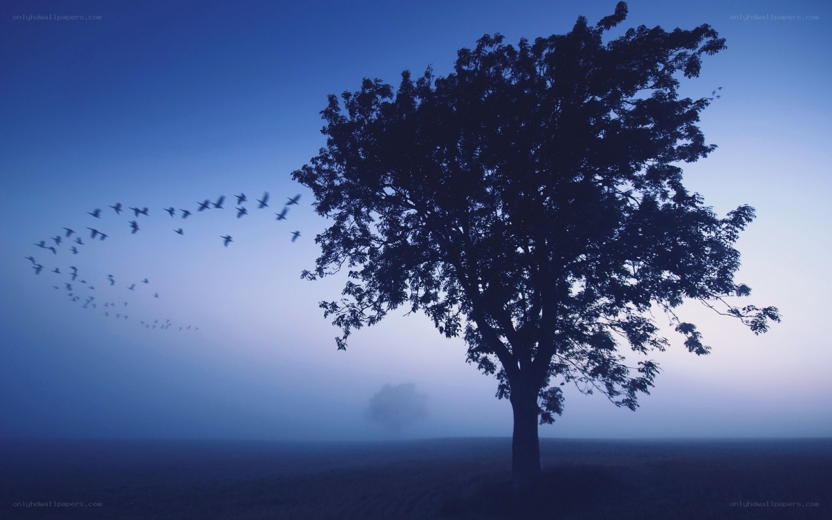 solitary tree at dawn