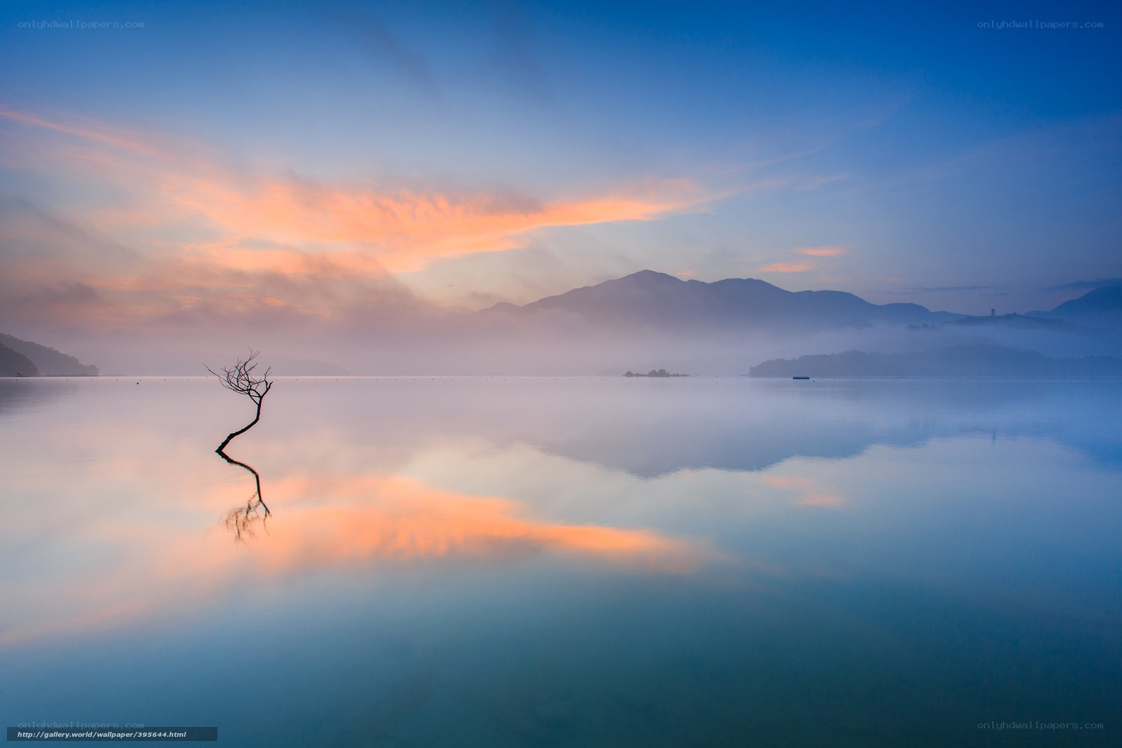 Solitary tree at dawn