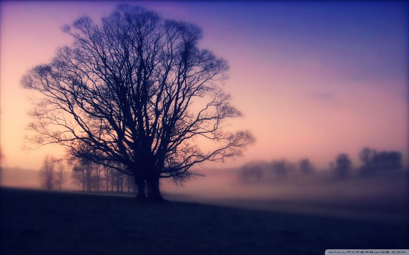 solitary tree at dawn
