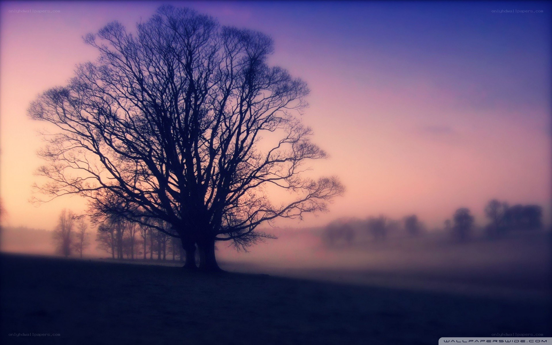 solitary tree at dawn