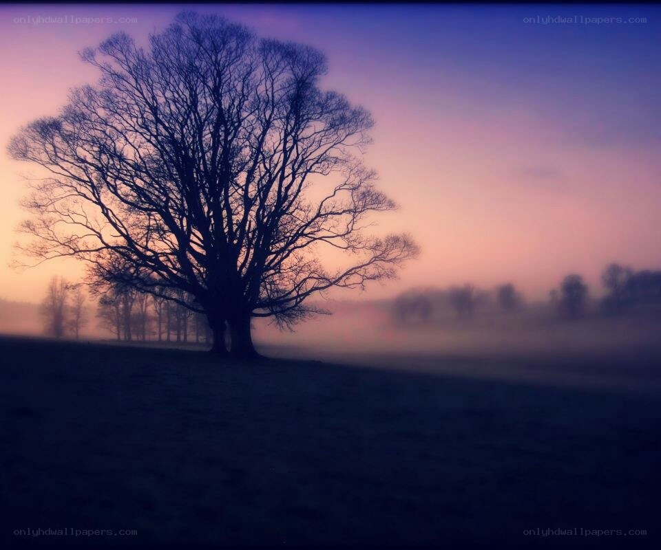 solitary tree at dawn