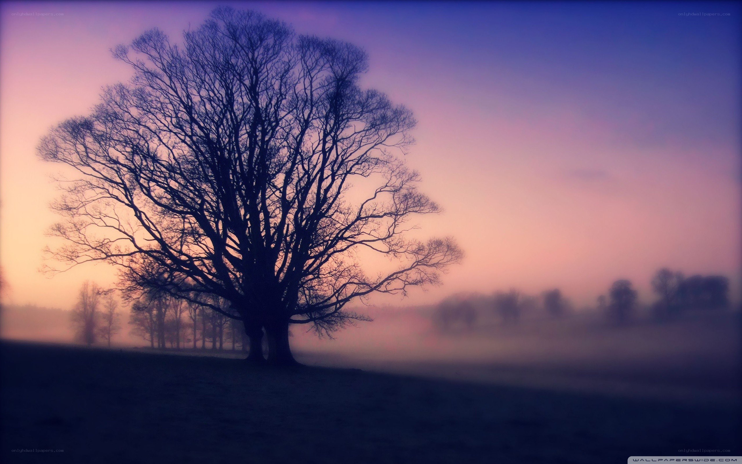 solitary tree at dawn