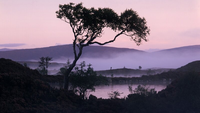 Solitary tree at dawn by a lake