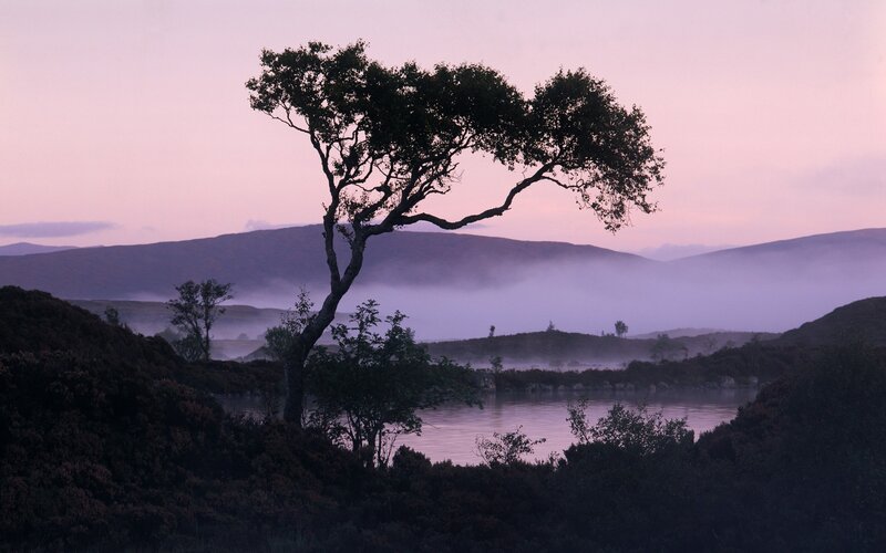 Solitary tree at dawn by the lake