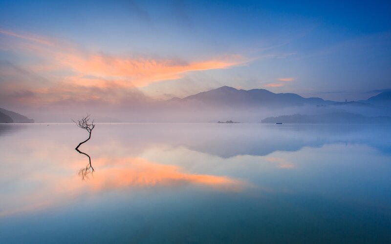 Solitary tree at dawn on a misty lake