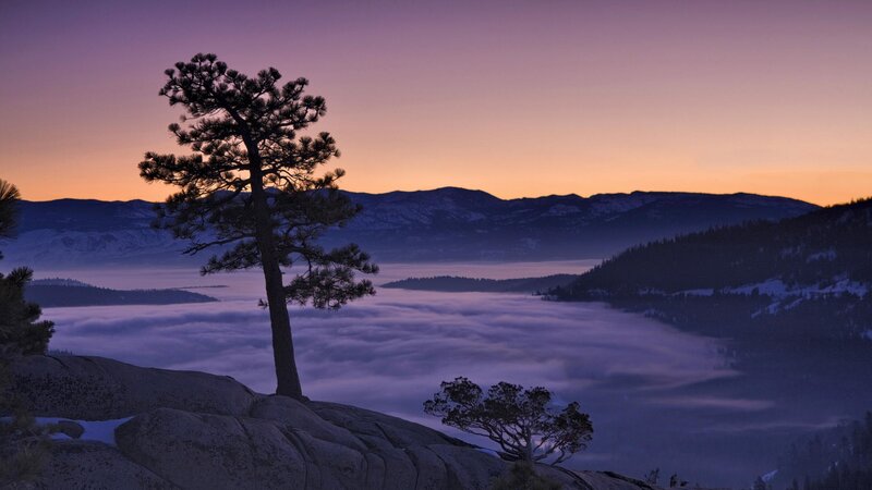 Solitary tree at dawn over fog