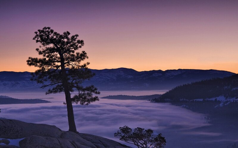 Solitary tree at dawn over fog