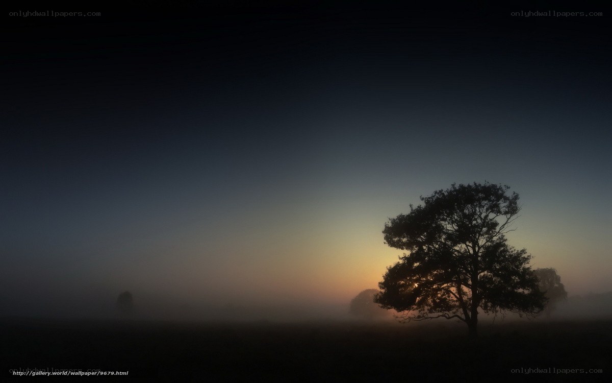 Solitary tree at dawn
