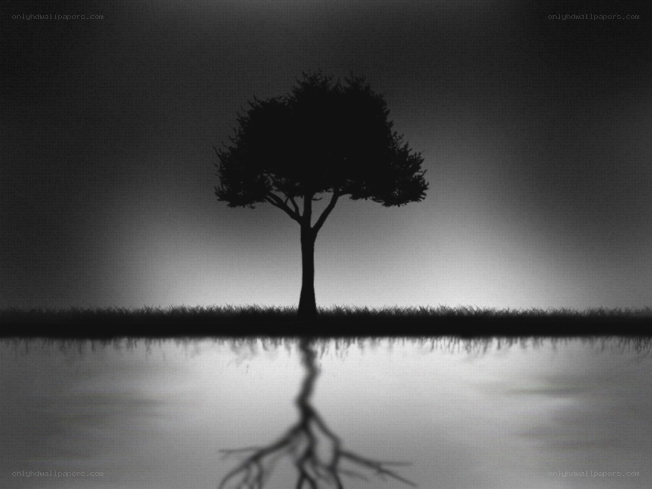 solitary tree at dusk