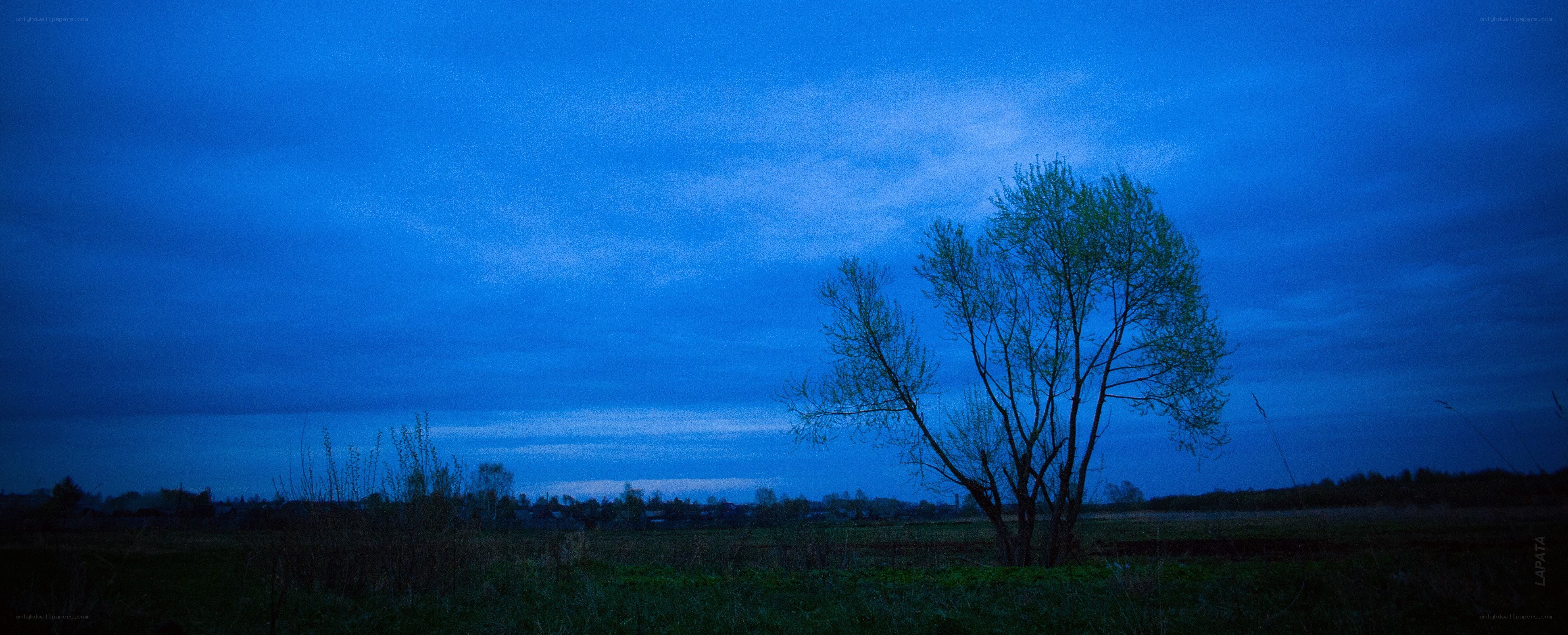 Solitary tree at dusk