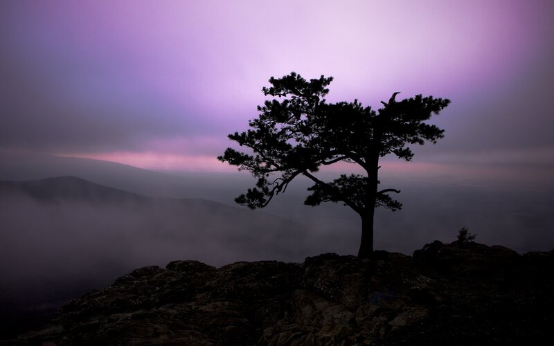 solitary tree at dusk