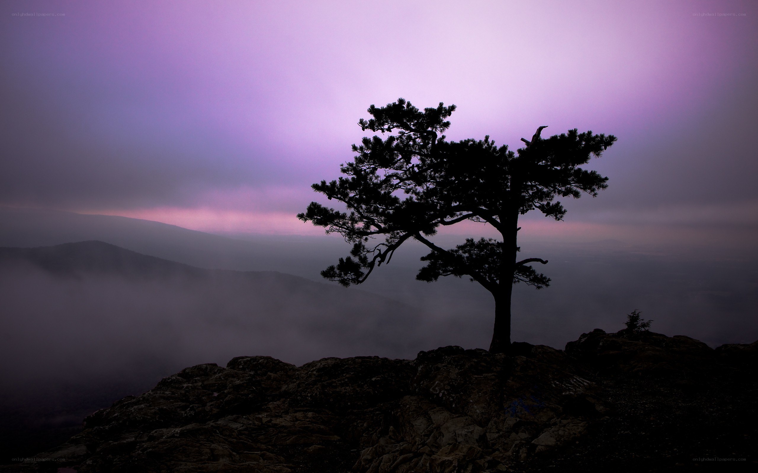solitary tree at dusk