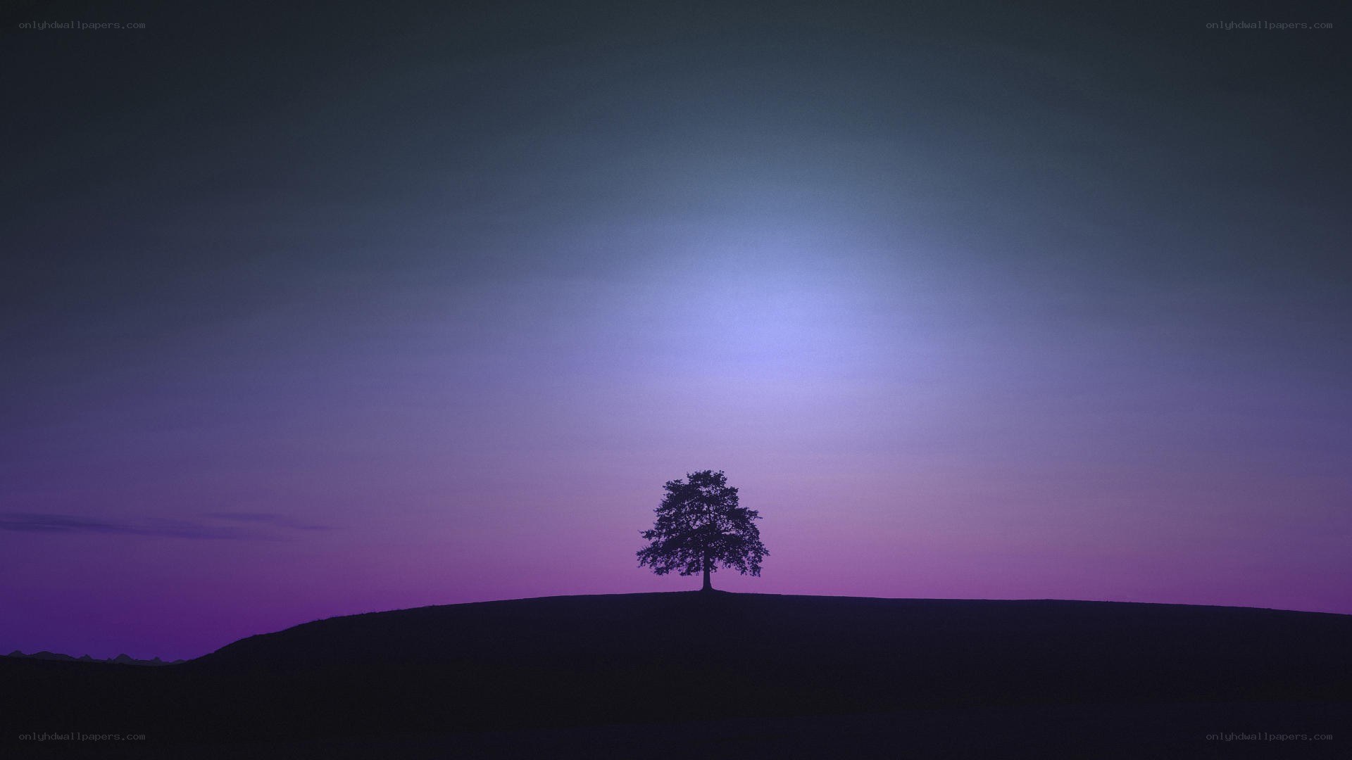 solitary tree at dusk