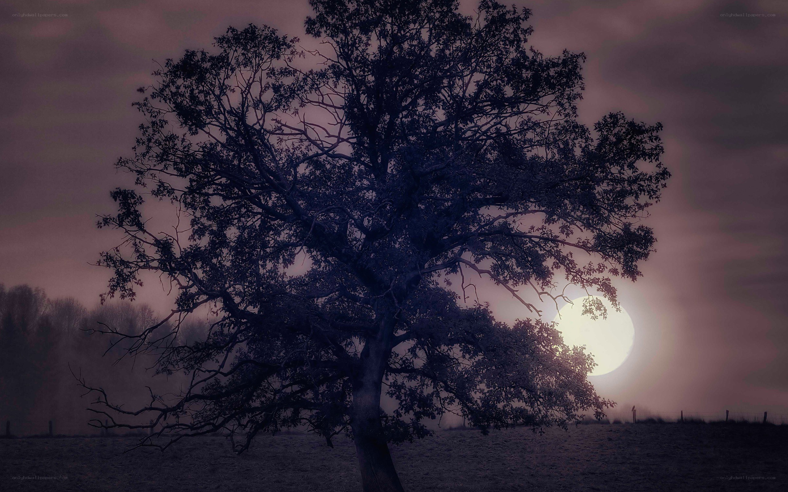 solitary tree at dusk