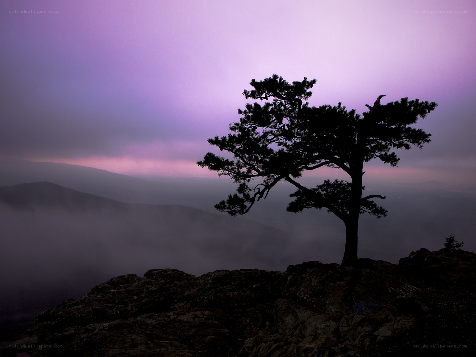 Solitary tree at dusk