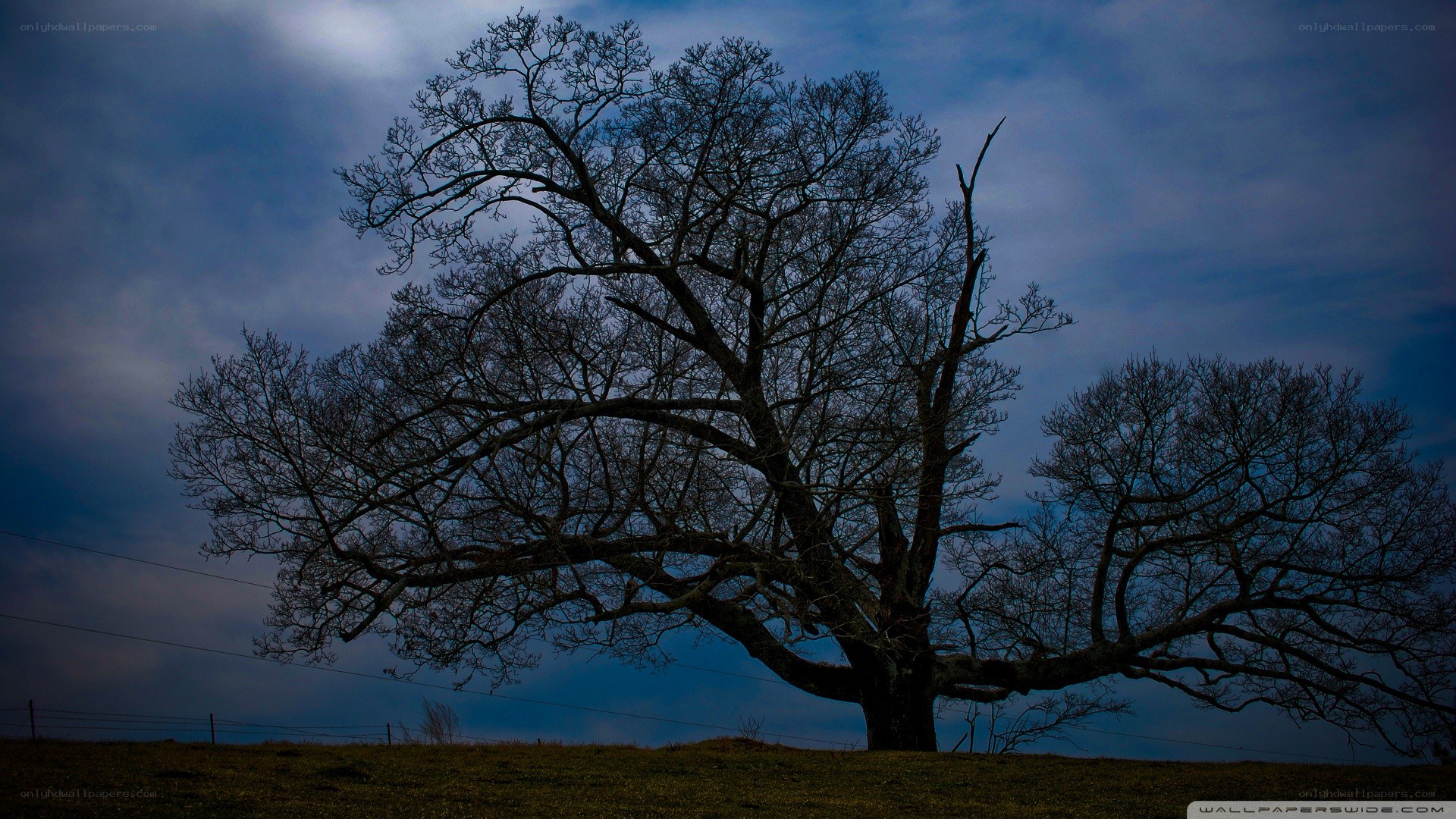 solitary tree at dusk