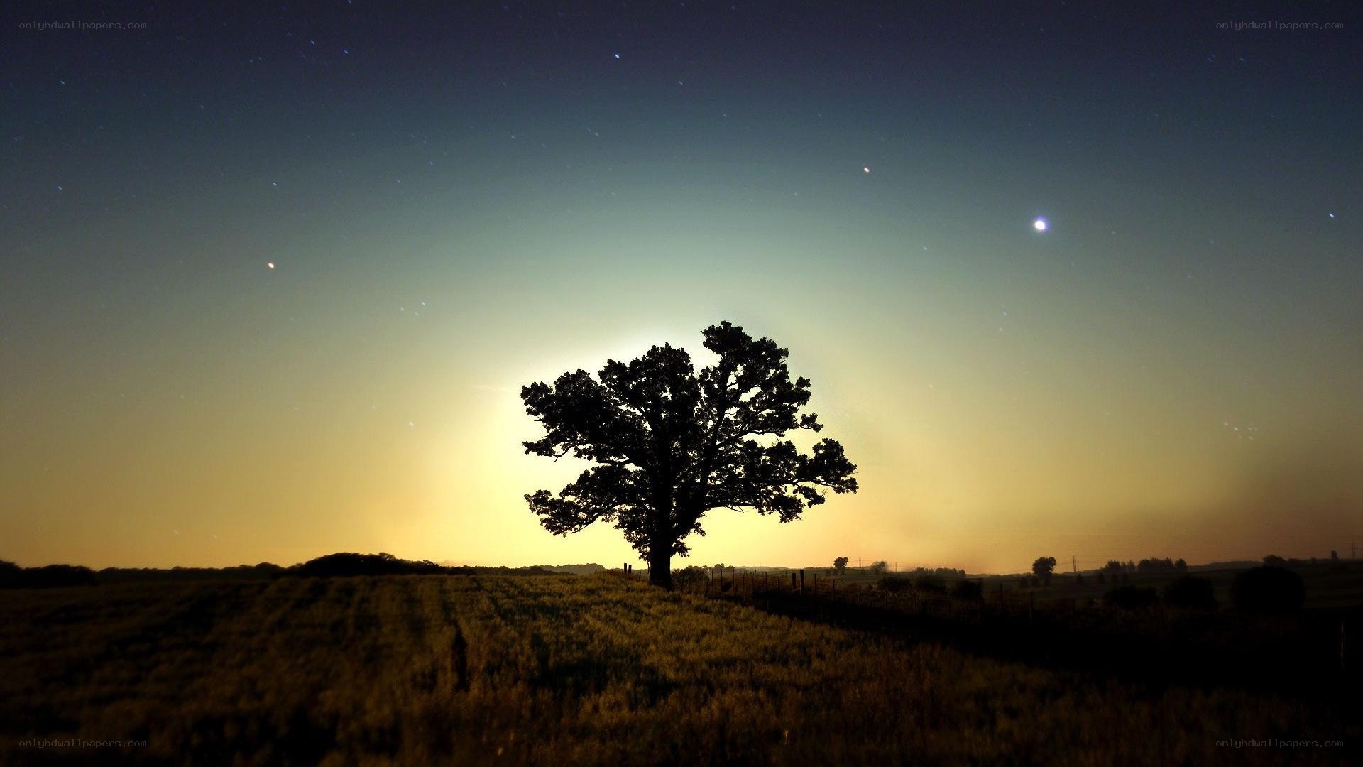 solitary tree at dusk