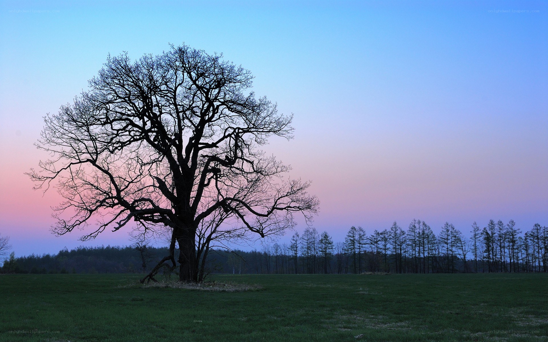 Solitary tree at dusk