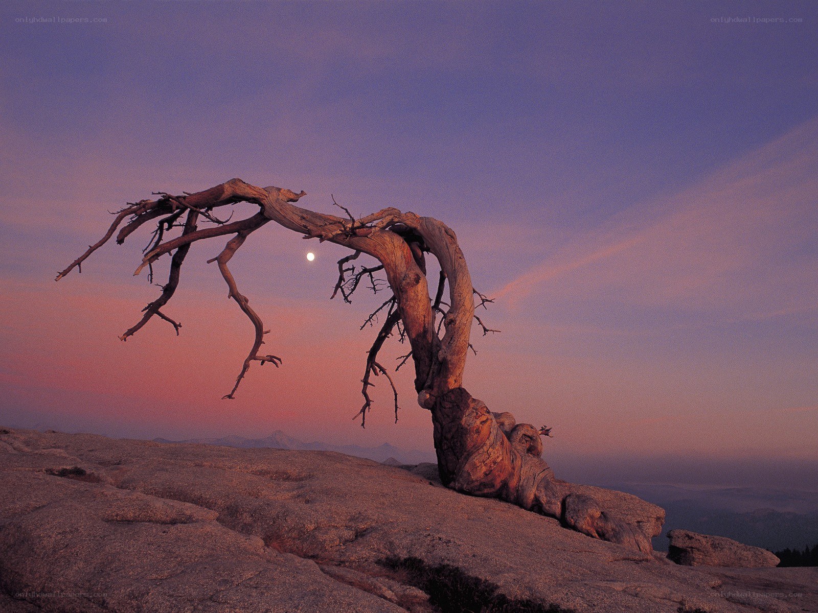 Solitary tree at dusk