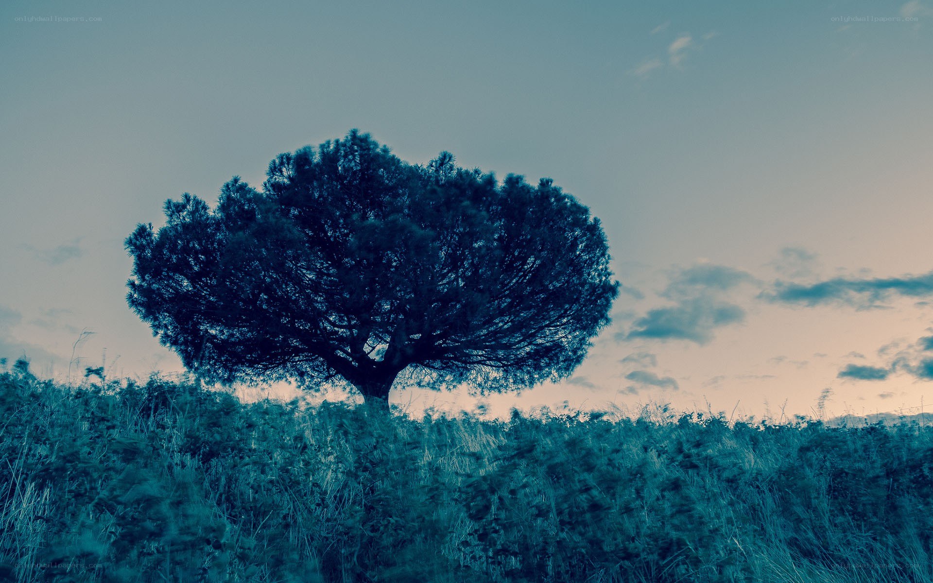 solitary tree at dusk