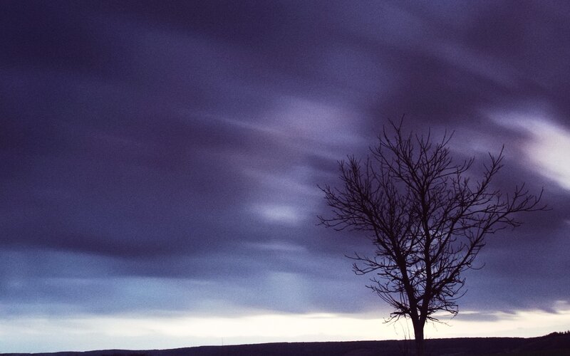 solitary tree at dusk