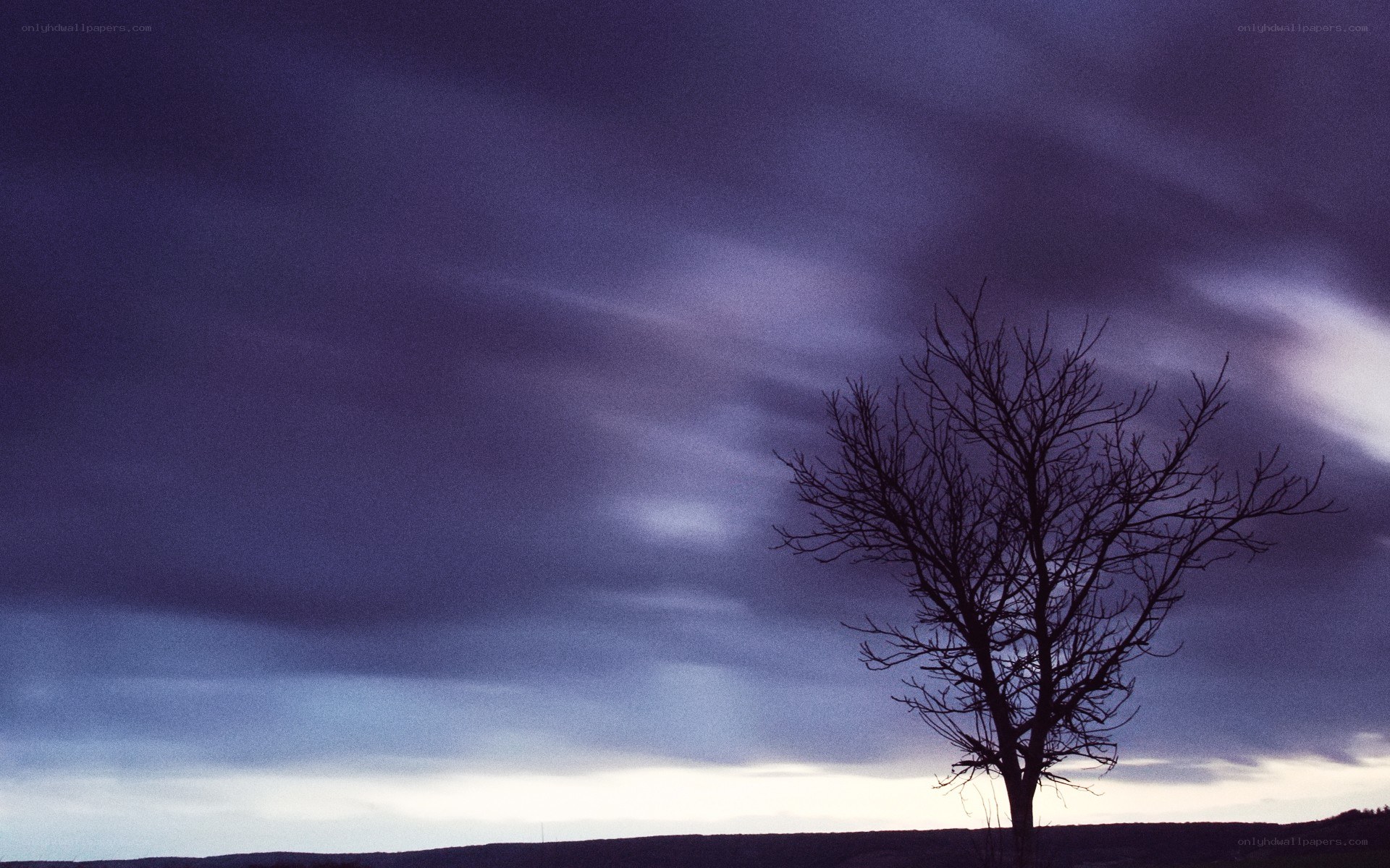 solitary tree at dusk