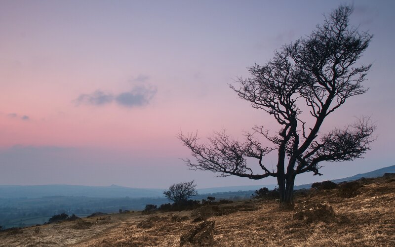 Solitary tree at dusk