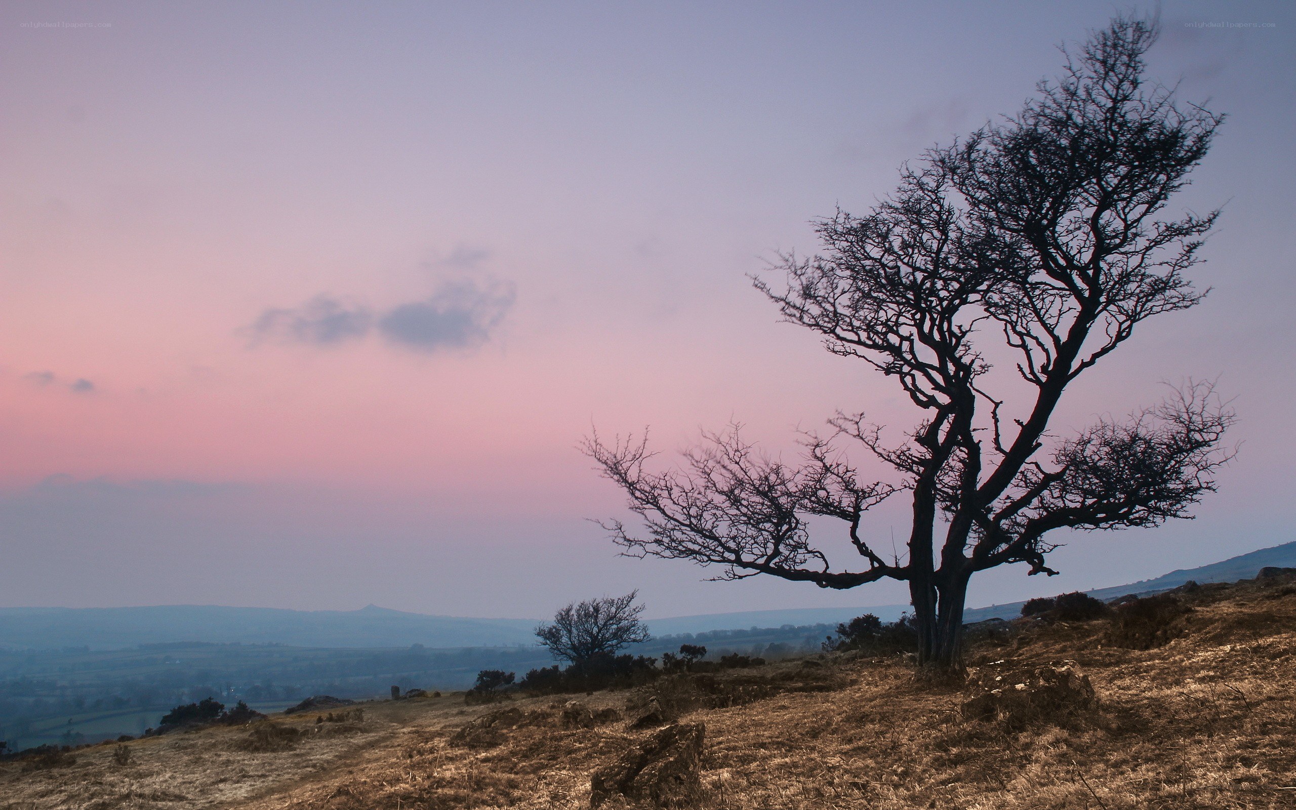 Solitary tree at dusk