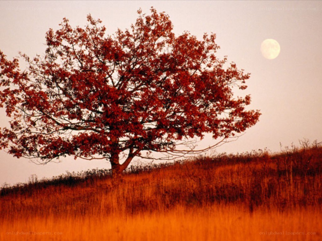 Solitary tree at dusk