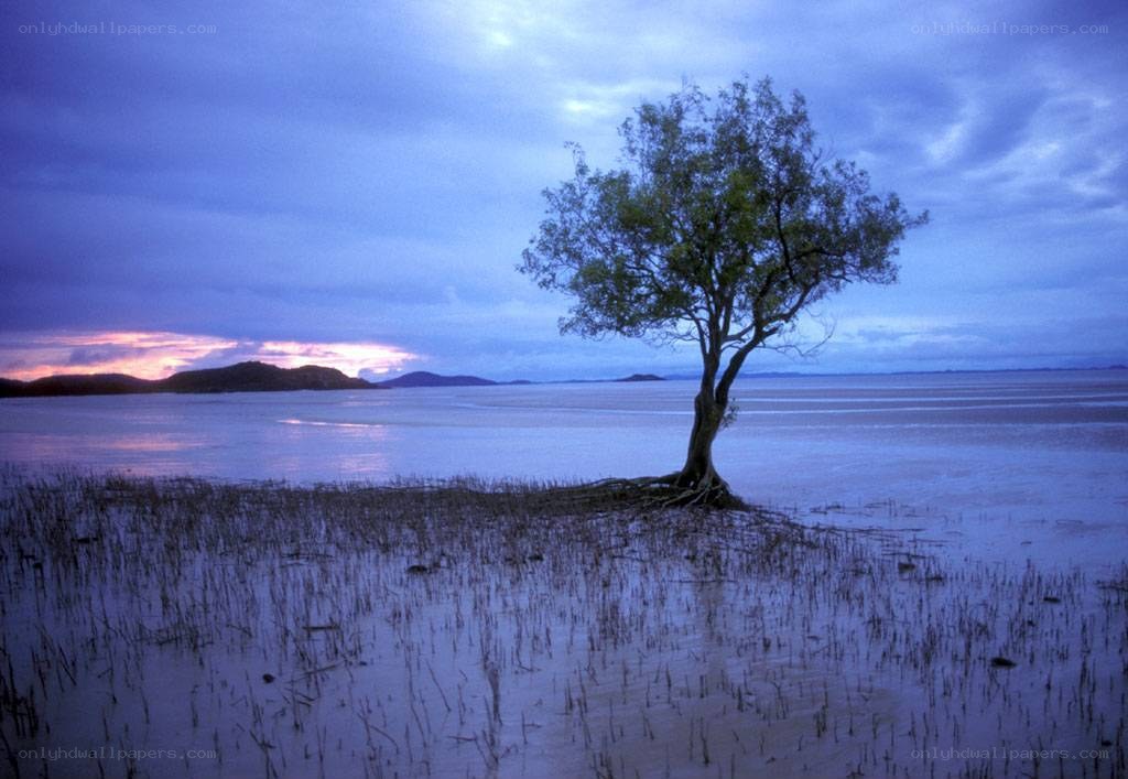 Solitary tree at dusk