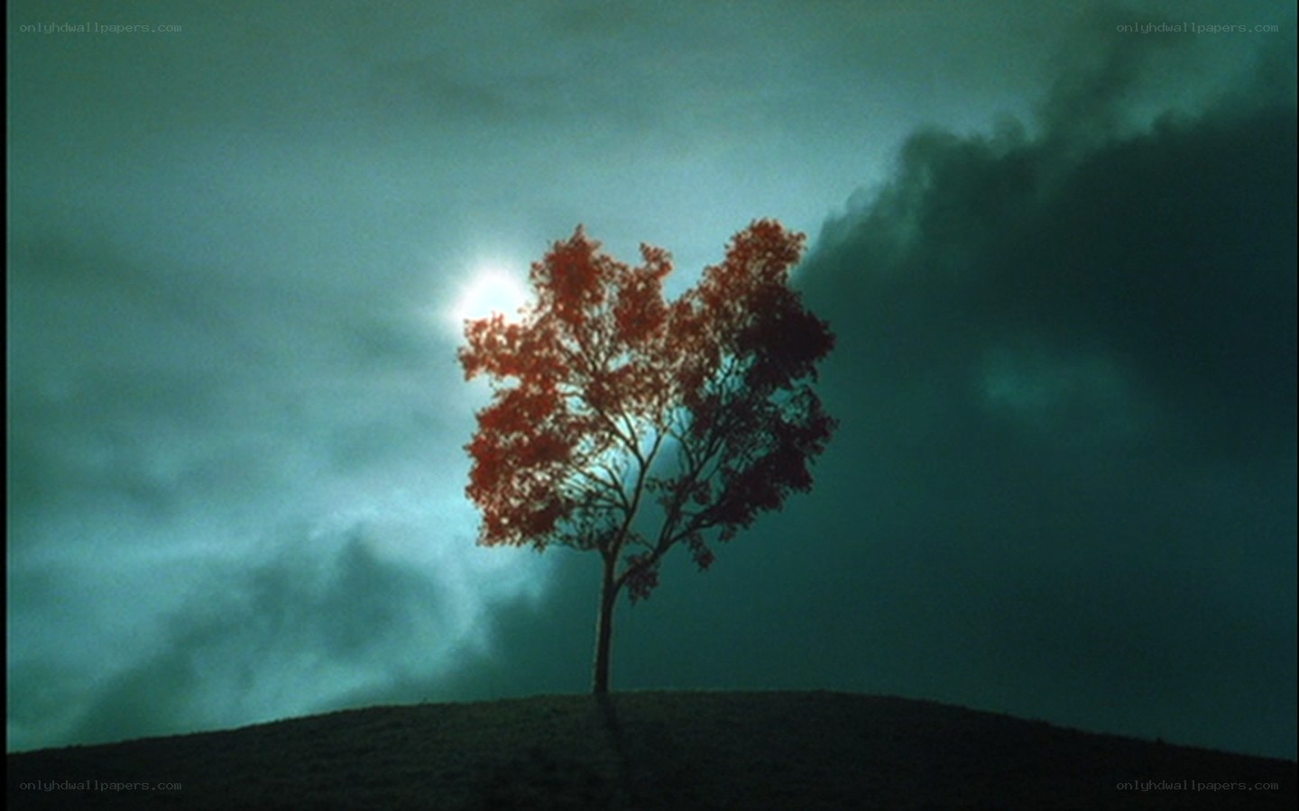 solitary tree at dusk