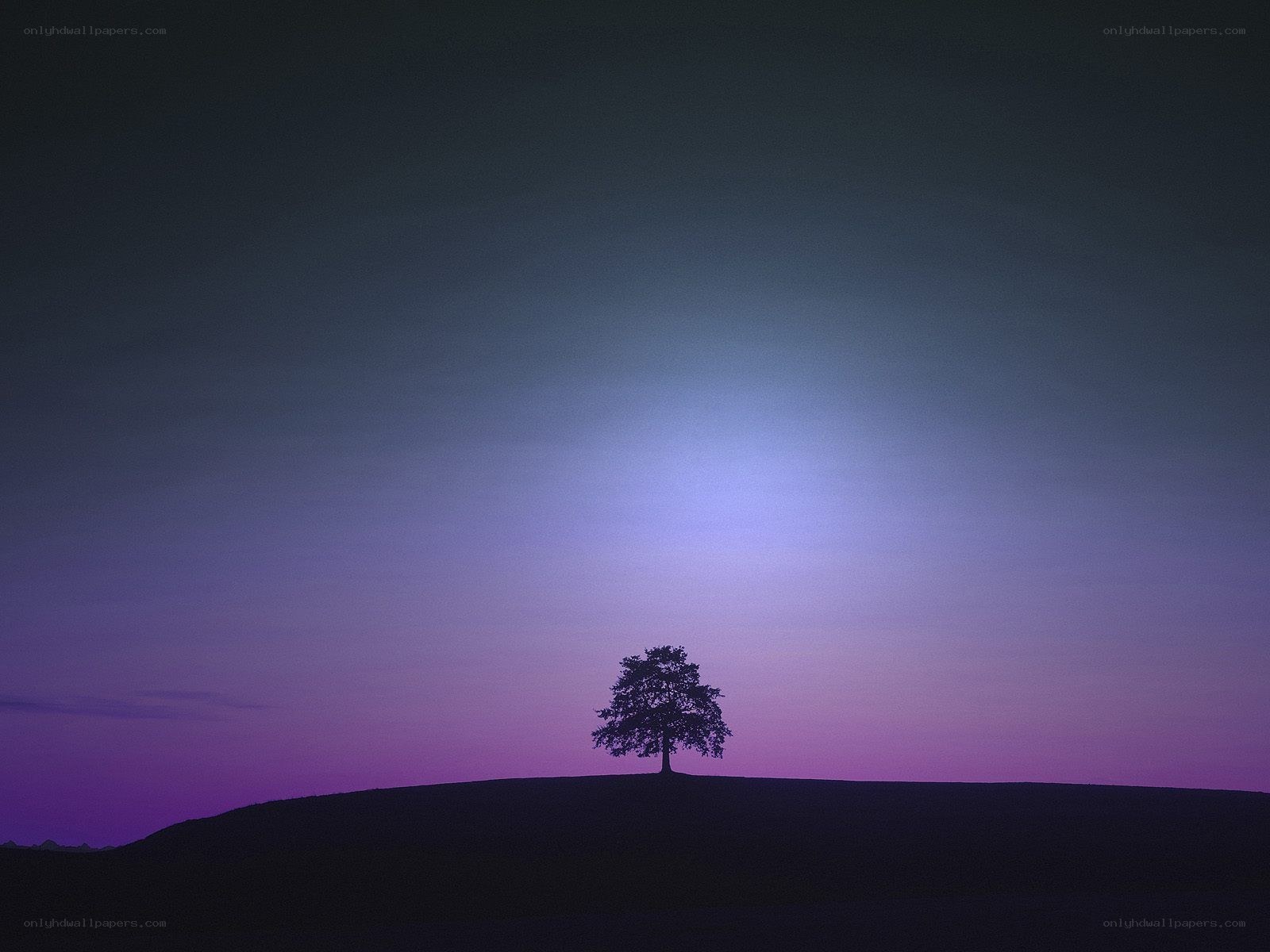 solitary tree at dusk