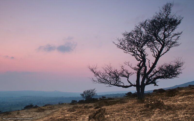 Solitary tree at dusk