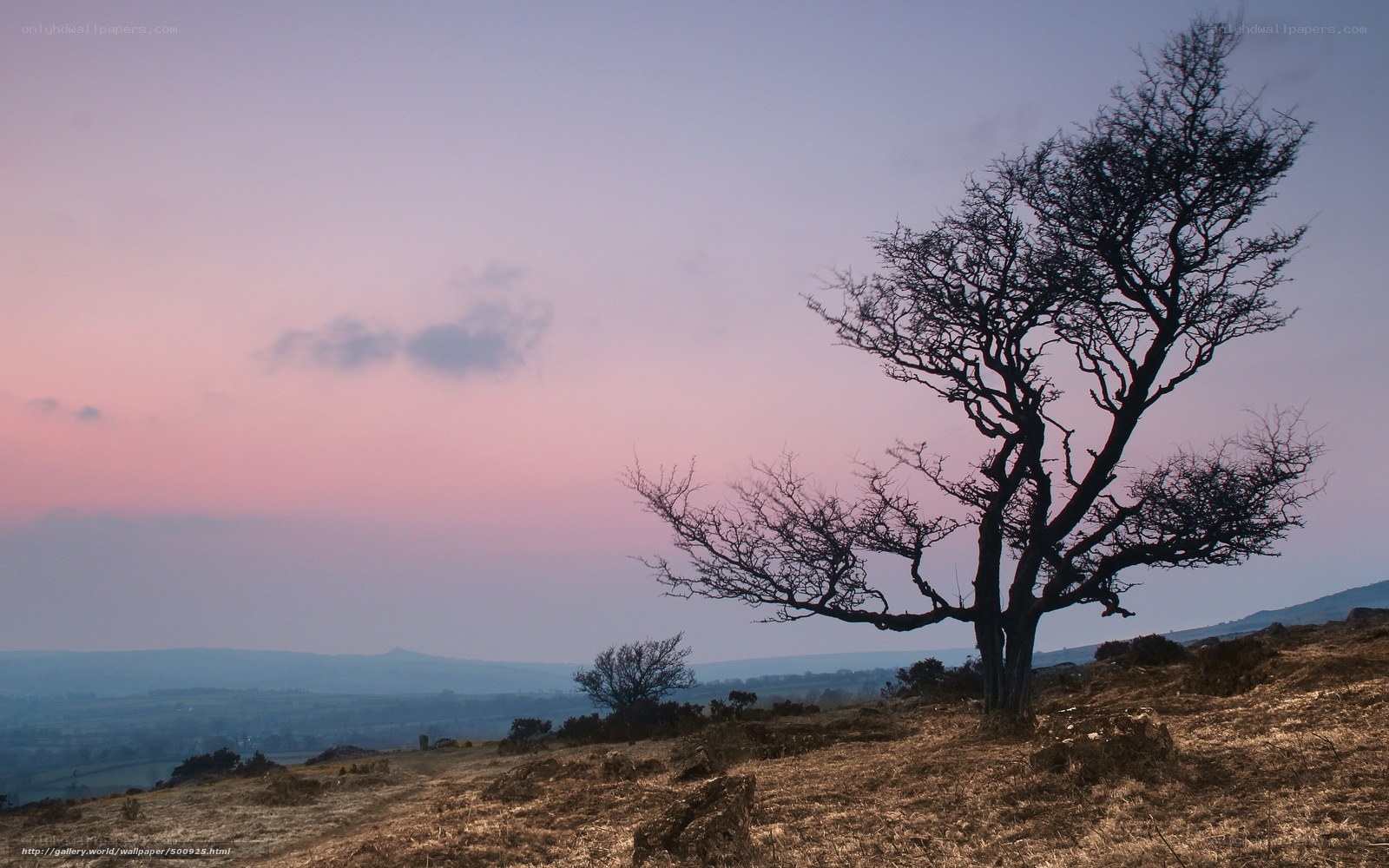 Solitary tree at dusk