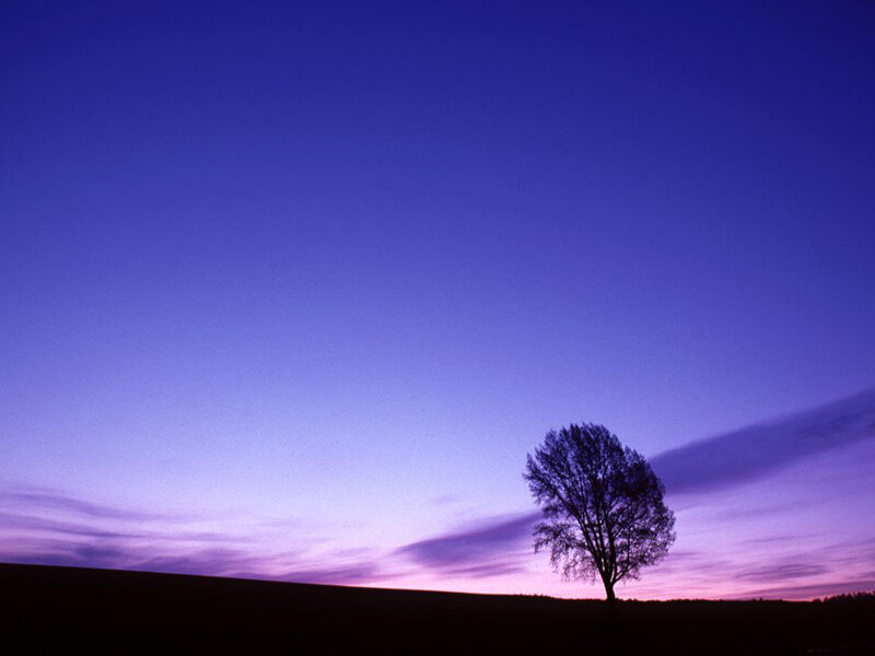 solitary tree at dusk