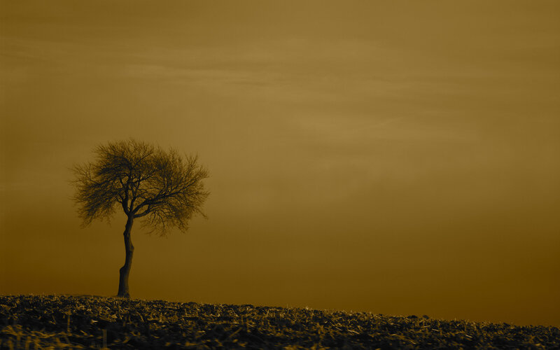 solitary tree at dusk