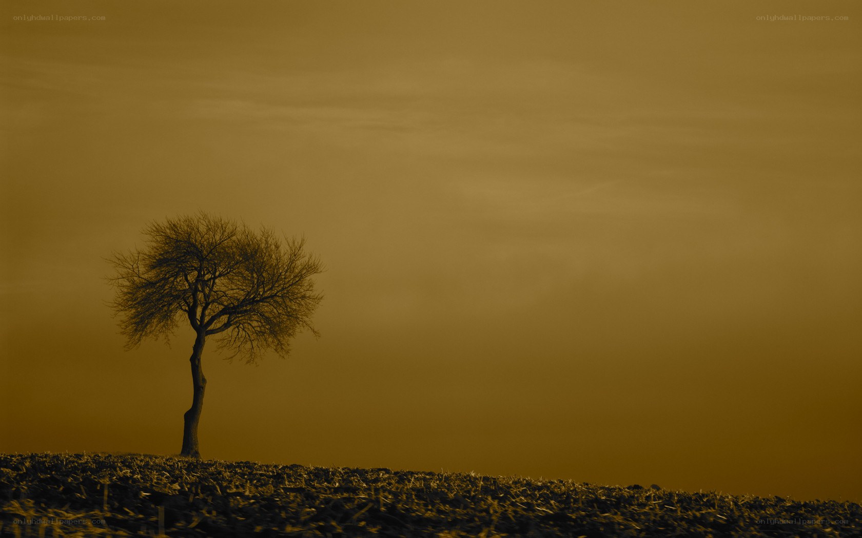 solitary tree at dusk
