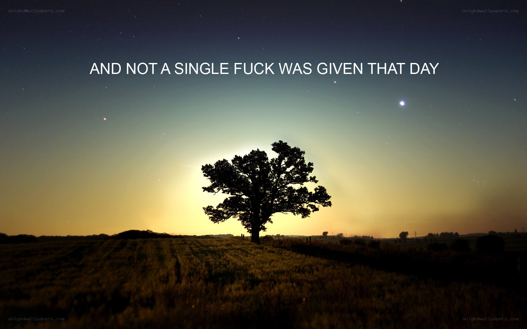 solitary tree at dusk