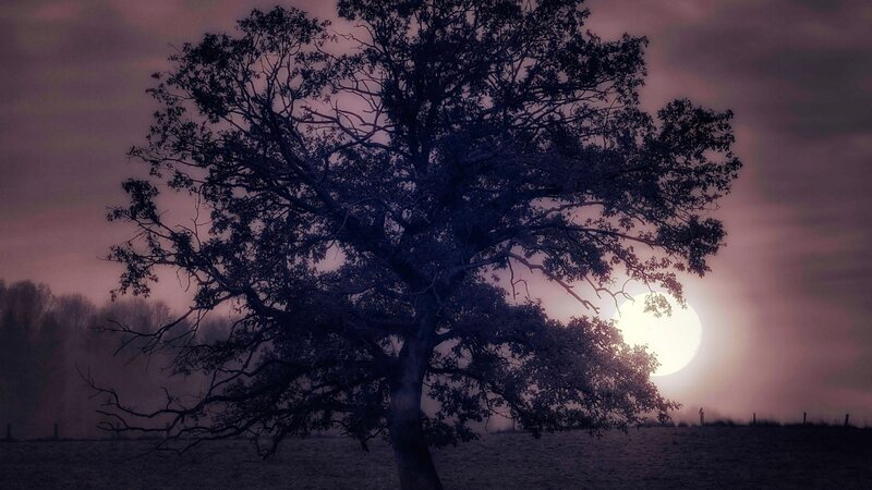 Solitary Tree at Dusk — Purple, Dramatic