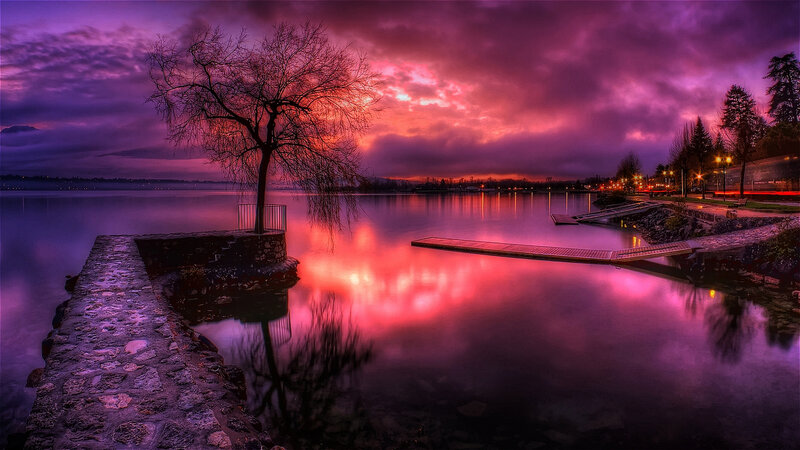 Solitary Tree at Dusk — Purple